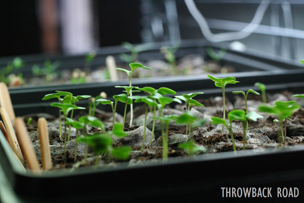 [raised-beds-0133.jpg]