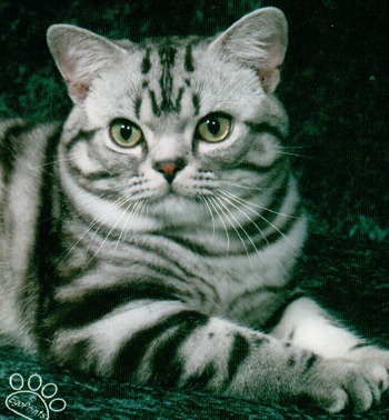 [silver%2520tabby%255B2%255D.jpg]