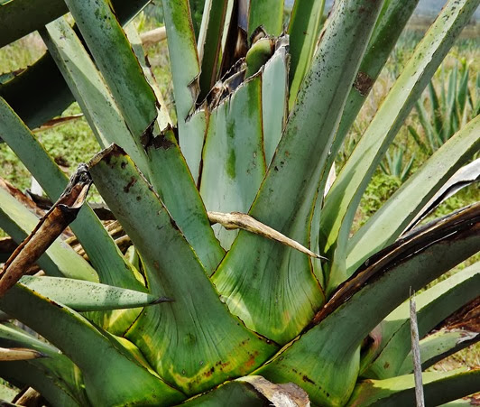 AGAVE ESPADIN LOS AMANTES 8 AGAVE ESPADIN LOS AMANTES 8