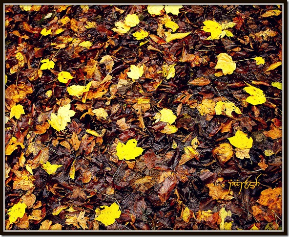 IMGP2359-1