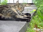 This feline viking is Sarah!  She is one of my cousin Cristine's 3 fur kids!