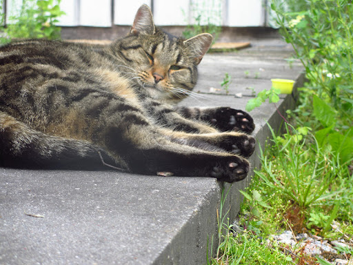 This feline viking is Sarah!  She is one of my cousin Cristine's 3 fur kids!