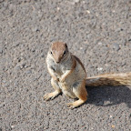 DSC_7526.JPG