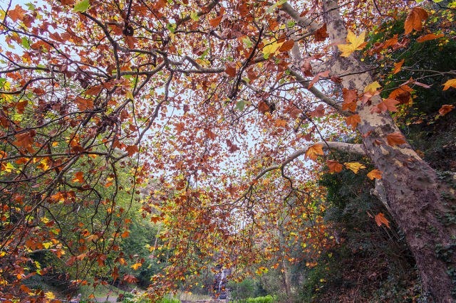 [autumn-colors-fall-021%255B2%255D.jpg]