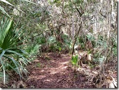 Trail through jungle