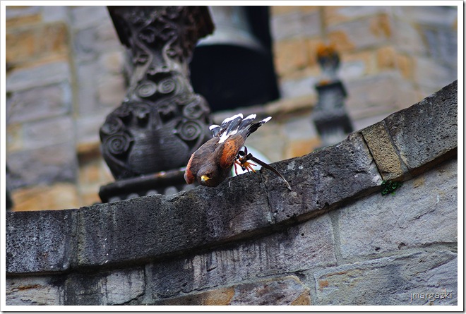 DSC_9970 DSC_9970