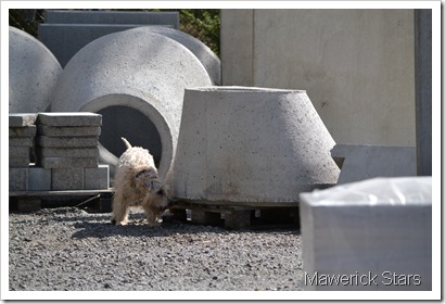 DSC_0437 DSC_0437