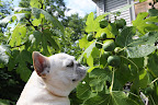 My goodness Francesca, these must be Figs!  Do you think they're ready to eat?