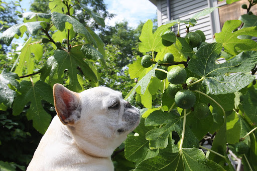 My goodness Francesca, these must be Figs!  Do you think they're ready to eat?