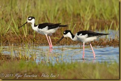 Black-necked Stilt  _ROT4139   NIKON D3S June 04, 2011