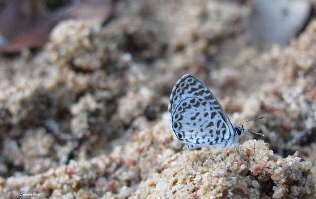 Leptotes cassius (CRAMER, 1775). Colider (Mato Grosso, Brésil), juillet 2011. Photo : Cidinha Rissi