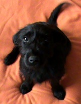 pulgas 008 pulgas 008