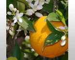 [Sweet_Orange_Essential_Oil_thumb155_crop_mini%255B3%255D.jpg]