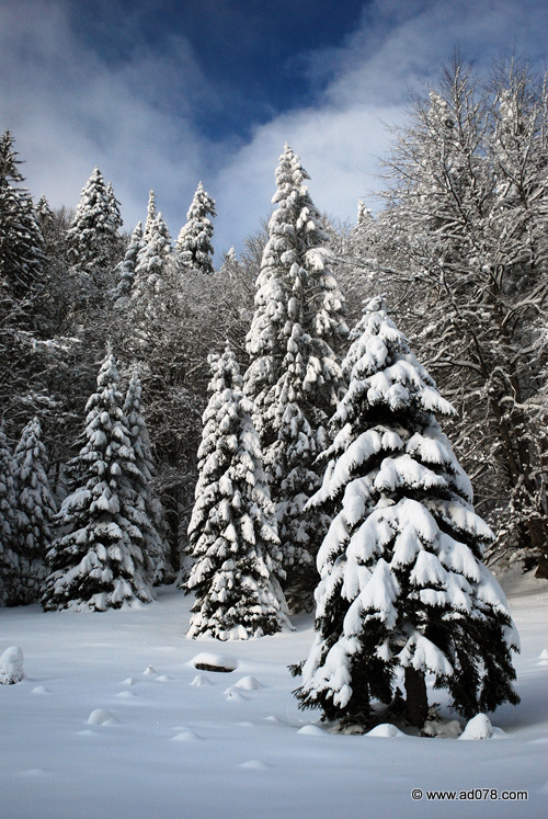 DSC_2217.jpg