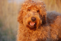 Sire Tennison handsome red labradoodle.