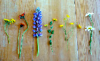 From left to right: hawk's beard, orange hawkweed, purple lupin, birdsfoot trefoil, tall buttercup, and oxeye daisy. From left to right: hawk's beard, orange hawkweed, purple lupin, birdsfoot trefoil, tall buttercup, and oxeye daisy.
