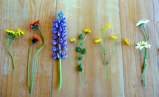 From left to right: hawk's beard, orange hawkweed, purple lupin, birdsfoot trefoil, tall buttercup, and oxeye daisy. From left to right: hawk's beard, orange hawkweed, purple lupin, birdsfoot trefoil, tall buttercup, and oxeye daisy.