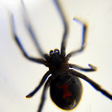 BlackWidow02 BlackWidow02