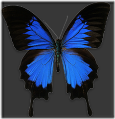 Blue Mountain Swallowtail Blue Mountain Swallowtail