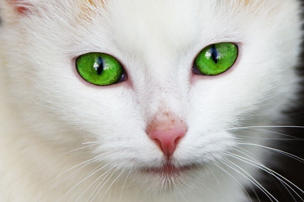 [cat-with-green-eyes-871298226869aN0%255B5%255D.jpg]
