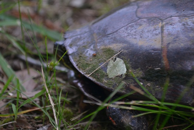 DSC_0349 DSC_0349