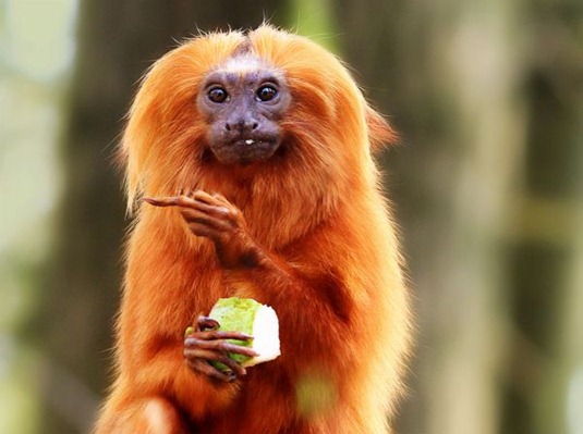 [The-thumbnail-invisible-gesture-middle-finger-monkey-eat-eating%255B3%255D.jpg]