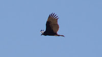 DSC02933.jpg