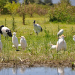 Kenia - Lake Naivasha