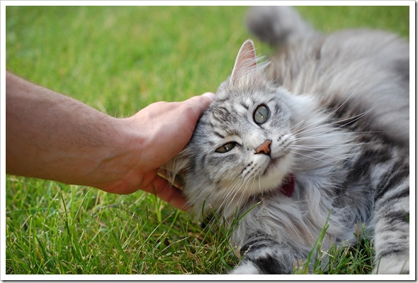 neighbourhood cat