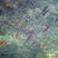 Banc de calamars de récif