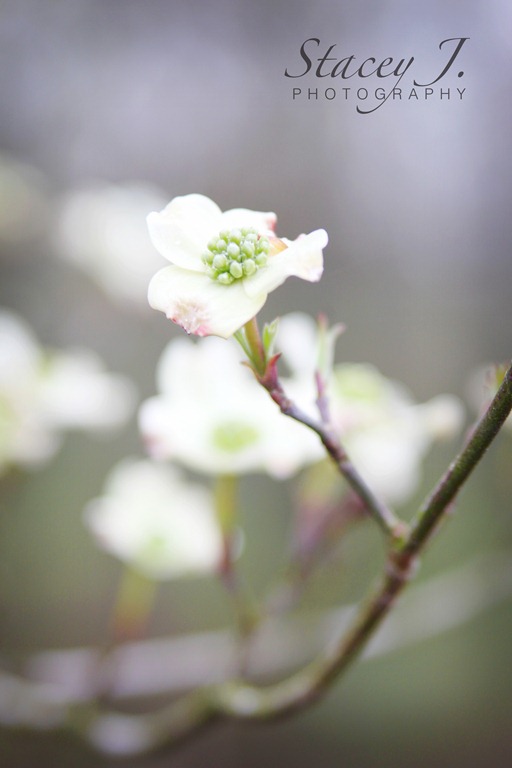[Dogwood%2520002%255B4%255D.jpg&description=Southern Spring Blooms')]