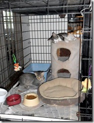 Kittens-quite-happy to stay-in-cage-with-door-open