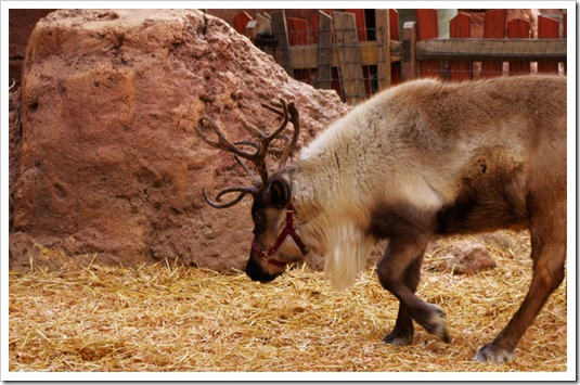 reindeer4