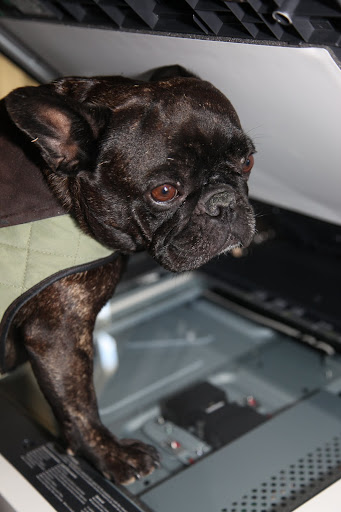 Ok Sharkey - I'm in position!  Press the start button!