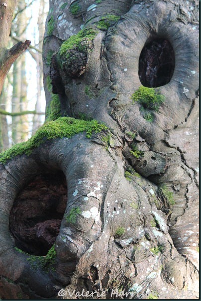 49-old-tree