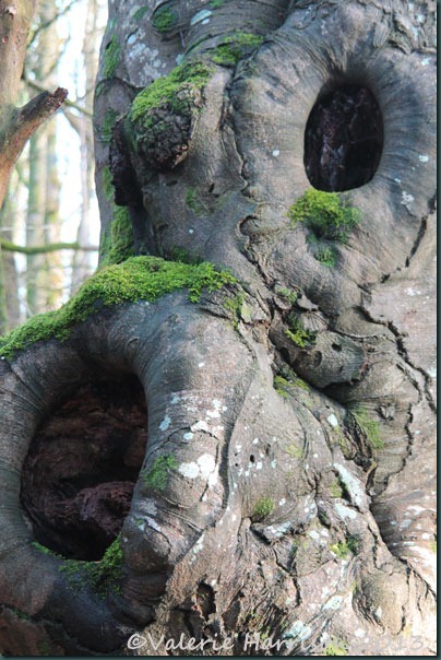 49-old-tree 49-old-tree