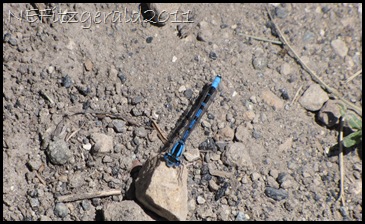 BlueInsect BlueInsect