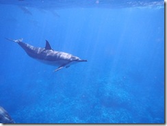ハワイ島でイルカと泳ぐドルフィンスイム ハワイ島でイルカと泳ぐドルフィンスイム