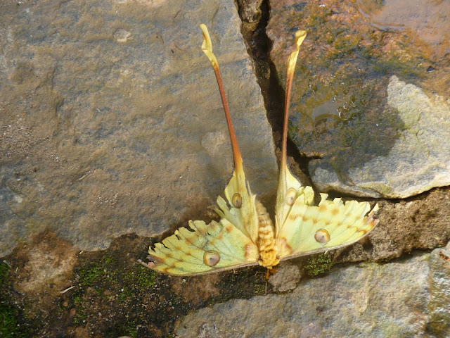 Saturniidae : Argema mittrei (GUÉRIN-MENEVILLE, 1846), endémique, mâle. Parc à papillons entre Andasibe et Tananarive (Madagascar), 1er janvier 2014. Photo : J. Marquet