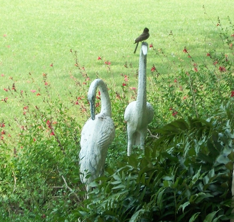 [Baby%2520Birds%2520002%255B4%255D.jpg]