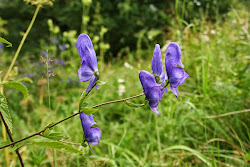 Aus Sicht der Flora im Naturdenkmal wurden 247 Arten von Gefäßpflanzen mit vielen seltenen und vom Aussterben bedrohten Taxa gefunden. Es gibt hier eine reiche Vielfalt von Pflanzen, die auf Laubwälder, warme Gebiete oder Flusstäler gebunden sind, wie zum Beispiel der Eisenhut (Aconitum variegarum), der mittlere Lerchensporn (Corydalis intermedia), der hohle Lerchensporn (Corydalis cava), der kleine Gelbstern (Minimum Gage), das Schneeglöckchen (Galanthus nivalis), die Lilie (Lilium martagon), die Frühlings-Blatterbse (Lathyrus vernus) und der Vogel-Nestwurz (Neottia nidus-avis). Die floristische Einzigartigkeit dieses Gebietes ist wahrscheinlich nicht nur durch die Lage und Ausrichtung der Hänge oberhalb des Flusses zurückzuführen, sondern auch zum Teil auf das Grundgestein, das im nördlichen Teil die Oberschick von Lößlehm bildet. Aus regionaler Sicht ist ein außergewöhnliches Ereignis das Aufkommen von thermophilen Arten wie der Berg-Segge (Carex montana) und der Fieder-Zwenke (Brachypodium pinnatum) oder eine die Art für abwechselnd nasse Lebensräume wie die echte Betonie (Betonica officinalis).


Der Eisenhut (Aconitum  variegarum)
 
- zastavení č. 10