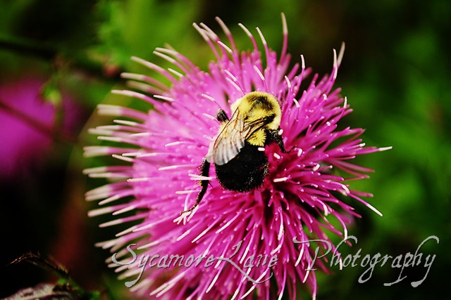 [bee%2520and%2520thistle-2-w%255B2%255D.jpg]