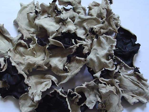 [blackfungus%255B4%255D.jpg]