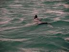 Yeah! Dolphin! They are too fast to be capture into the photo.