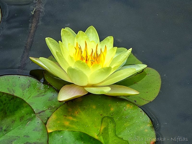 [Glria-Ishizaka---ninfia3.jpg]