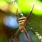 Signature Spider