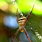 Signature Spider