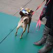 Pet_Costume_Contest