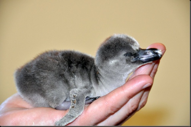 Penguin chick in hand DSC_0015