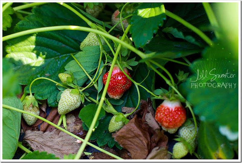 strawberryfields-4947 strawberryfields-4947